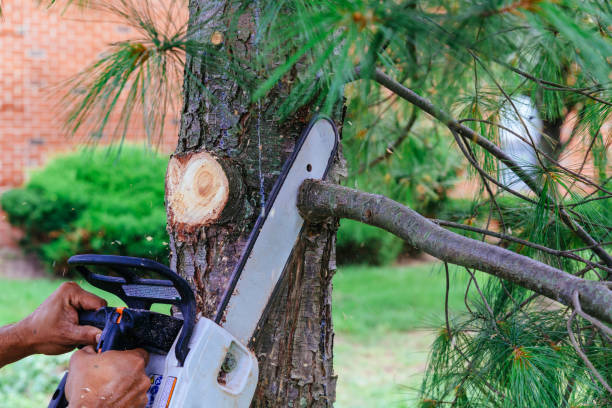 Best Tree Care Services  in State College, PA